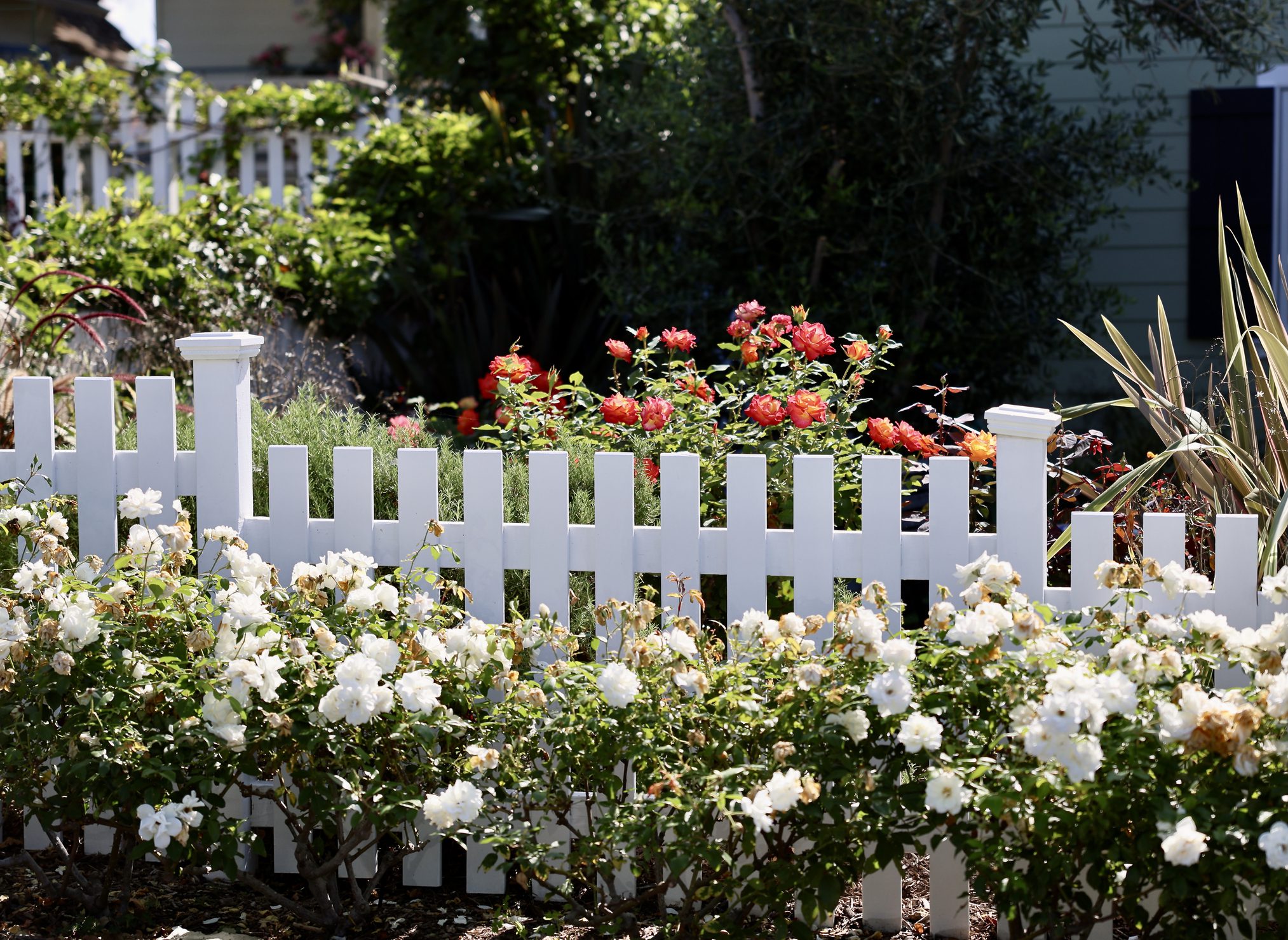 White picket fence with blooming flowers
