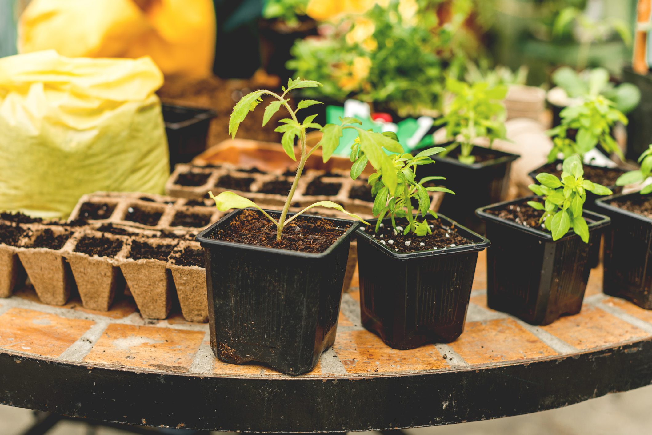 Indoor gardening with potted seedlings