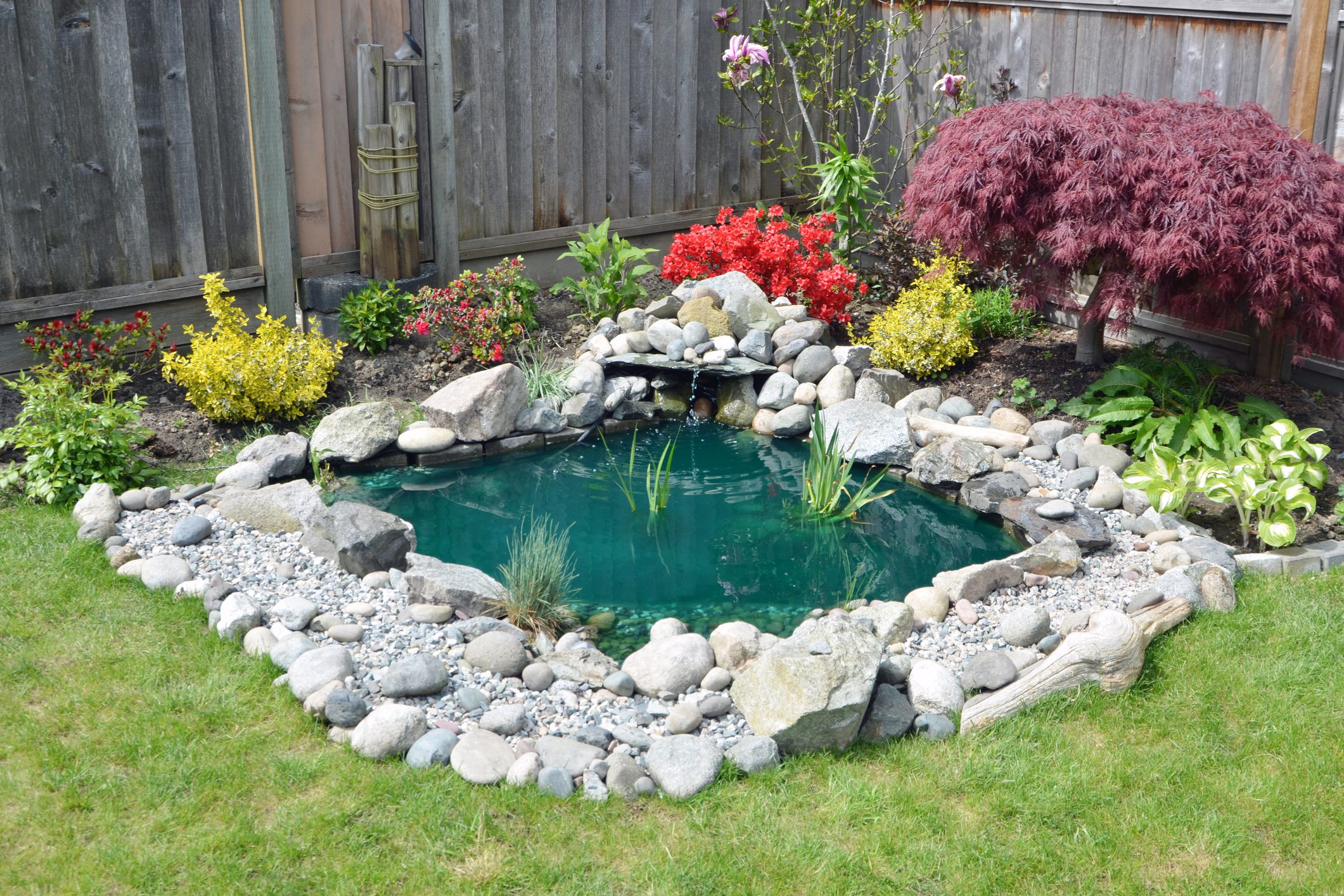 Small garden pond with vibrant foliage